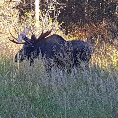 Bull moose in tall grass, Anchorage Alaska