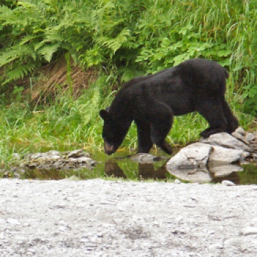 Black bear foraging along a river, Kenai Peninsula Alaska