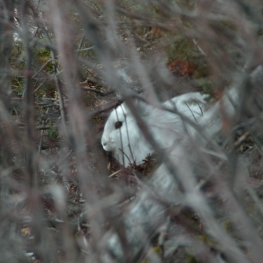 Snowshoe hare in thick cover