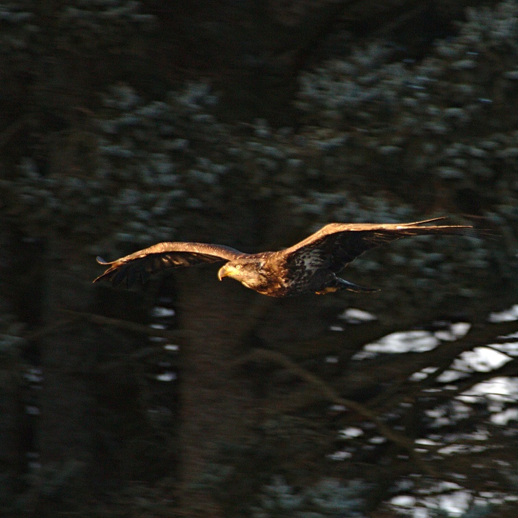 Juvenile Bald Eagle in front of Spruce